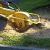 Belvedere Park Stump Grinding & Removal by Pro Landscaping